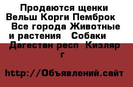 Продаются щенки Вельш Корги Пемброк  - Все города Животные и растения » Собаки   . Дагестан респ.,Кизляр г.